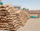 محافظ بنى سويف: استلام 167 ألف طن قمح بالصوامع والشون بنسبة 73% من المستهدف