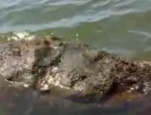 حقيقة العثور على تمساح آثار الرعب بمطوبس فى كفر الشيخ.. فيديو