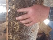 شوف حلاوة العسل فى مناحل البحوث الزراعية بكفر الشيخ ..فيديو