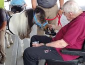 دار مسنين تستخدم الخيول الصغيرة لإسعاد كبار السن مرضى ألزهايمر.. صور