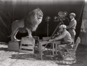 أشهر أسد فى تاريخ السينما العالمية لـ شركة MGM.. صور وفيديو