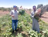 زراعة الوادي الجديد: إجراء تقييم إنتاج بنجر العلف واختيار الحقول الإرشادية.. صور