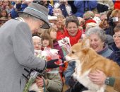 أصحاب كلاب "كورجى" يحتفلون باليوبيل البلاتينى للملكة إليزابيث فى كندا.. لهذا السبب