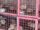 كيلو الفراخ بـ35 جنيها والطماطم بـ8..سعر الدواجن والخضار فى النازل بالمنوفية ..فيديو