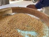 مهندس الإرشاد الزراعى بالقليوبية: وصلنا إلى المستهدف من توريد القمح بالمحافظة