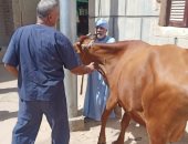 الزراعة: علاج وفحص 3500 رأس ماشية مجانا فى قرى حياة كريمة بقنا.. صور