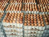 التموين: استمرار طرح البيض بسعر 62 جنيها للطبق بمنافذ الوزارة