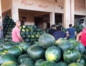 الجيزة الأجود والسكاتا الياباني الثاني ومصر 1 ونفرتيتي والبعلى.. تعرف على سوق البطيخ..فيديو