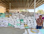 توريد 20914 طنا و649 كيلو قمح بنسبة 61.5% للشون والصوامع بالأقصر