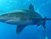 هنا توجد أسماك القرش.. اعرف أخطر مواقع غوص بالبحر الأحمر يعشقها المحترفون