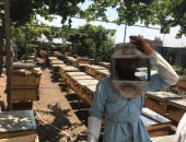 حياة كريمة.. شاهد تجميع أول حصاد لخلايا النحل من مستفيدي المبادرة في الغربية