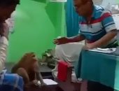 قرد ورضيعه يلجآن لعيادة طبيب فى الهند لعلاج جروحهما.. فيديو وصور