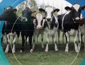 نيوزيلندا تخطط لفرض ضريبة على تجشؤ الأبقار والأغنام.. لهذا السبب