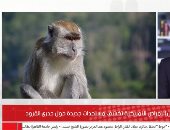 تطورات خطيرة لجدرى القرود .. والصحة العالمية تحذر: أصبح مقلقا.. فيديو