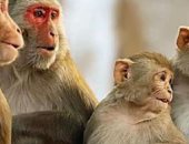 محققون أمريكيون يتهمون 8 أشخاص بإدارة شبكة دولية لتهريب القرود