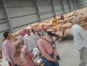 محافظ الإسماعيلية: توريد 57.71% من المستهدف من محصول القمح حتى الآن