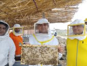 فيه شفاء للناس.. تجربة حية لاستخراج عسل النحل من قطفة البرسيم (فيديو )