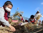 من المدرسة للحقل.. مشاركة تلاميذ المدارس فى الصين موسم حصاد القمح