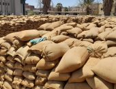 محافظ بنى سويف: استلام 216 ألف طن قمح بالصوامع والشون بنسبة 94% من المستهدف