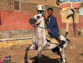 أقوى عروض للخيول فى الأقصر فى مرماح بمشاركة نجوم اللعبة بمدينة الزينية