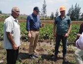 "الزراعة" تتابع زراعات القطن والذرة فى محافظة البحيرة