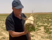 الزراعة: بدء موسم حصاد البنجر فى مشروع غرب غرب المنيا