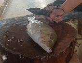 تنظيف الأسماك مهنة رائجة في السويس للمميزين فقط.. فيديو