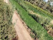 أهالى قرية منشية الأمل بالبحيرة يطالبون بتطهير المصرف.. والمحافظة ترد