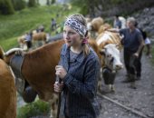 مغامرات رعاة البقر فى سويسرا.. رحلة صعود الماشية إلى أعلى قمة جبل بالعالم