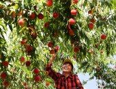 خوخ أحمر وأصفر وتوت أزرق.. موسم حصاد محاصيل الفاكهة فى حدائق الصين