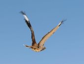 10 معلومات اعرفها عن طائر الحبارى الأفريقى.. أبرزها مهدد بالانقراض