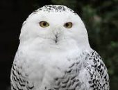 5 معلومات اعرفها عن طائر البومة الثلجية المعرضة للانقراض