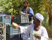 بشاير الخير على أرض النيل.. جني ثمار المانجو فى مزارع أسوان