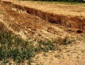 الأرجنتين تتوقع انخفاض إنتاج القمح بنسبة 40% بسبب الجفاف