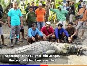 إندونيسي يصطاد تمساحا عملاقا باستخدام حبل فقط .. فيديو