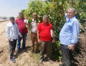 مدير عام الإرشاد الزراعي ومكافحة الآفات بالإسماعيلية يتفقدان محصول المانجو بالقنطرة شرق