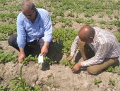 "زراعة الإسماعيلية": متابعة يومية لزراعات القطن والذرة والمحاصيل الصيفية بالقنطرة