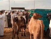إقبال على سوق الماشية بالإسكندرية قبل العيد.. والجاموسى بـ60 جنيها للكيلو