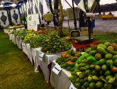 محافظة أسوان: عرض 54 صنفا من أجود أنواع المانجو بختام مهرجان 2022.. صور