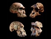 حفريات جنوب أفريقيا الشبيهة بالإنسان تعيد كتابة تاريخ التطور البشرى