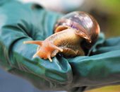 حلزونات بحجم الفئران تغزو فلوريدا الأمريكية والخبراء يحذرون من خطورتها