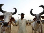 حيوانات مزينة وإقبال كثيف.. انتعاش أسواق الماشية فى باكستان استعدادا لعيد الأضحى المبارك