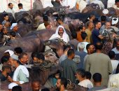 سوق اللحم فى إمبابة.. إقبال كثيف على شراء أضاحى العيد من سوق المناشى