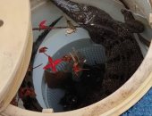 عامل يعثر على تمساح أثناء تنظيف حمام سباحة منزلى بأستراليا "صور"