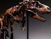 للبيع فى مزاد.. هيكل عظمى للديناصورات عمره 76 مليون سنة