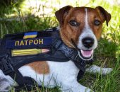 كلب فى مهمة رسمية.. "باترون" الكلب البطل مكتشف الألغام فى أوكرانيا 