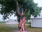 كأنه مشهد سينمائى.. شجرة تحترق من الداخل بعدما ضربتها صاعقة برق "صور"