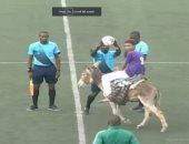 طرائف كرة القدم.. إحضار الكرة بـ"حمار" فى ملاعب الرأس الأخضر "فيديو"