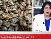 التفاصيل الكاملة لأسباب الوفاة بلسعات النحل.. فيديو