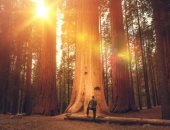 حرائق كاليفورنيا تهدد أشجار السيكويا العملاقة الأكبر فى العالم